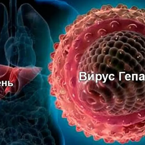 Что принимать для восстановления печени после гепатита?